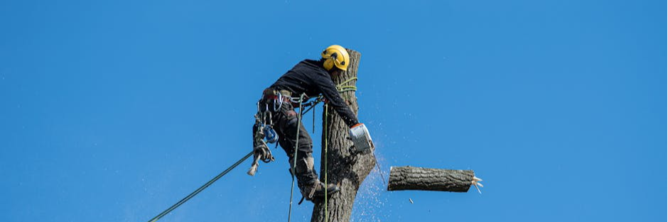 A skilled arborist wearing safety gear cuts a tree with a chainsaw against a clear blue sky.